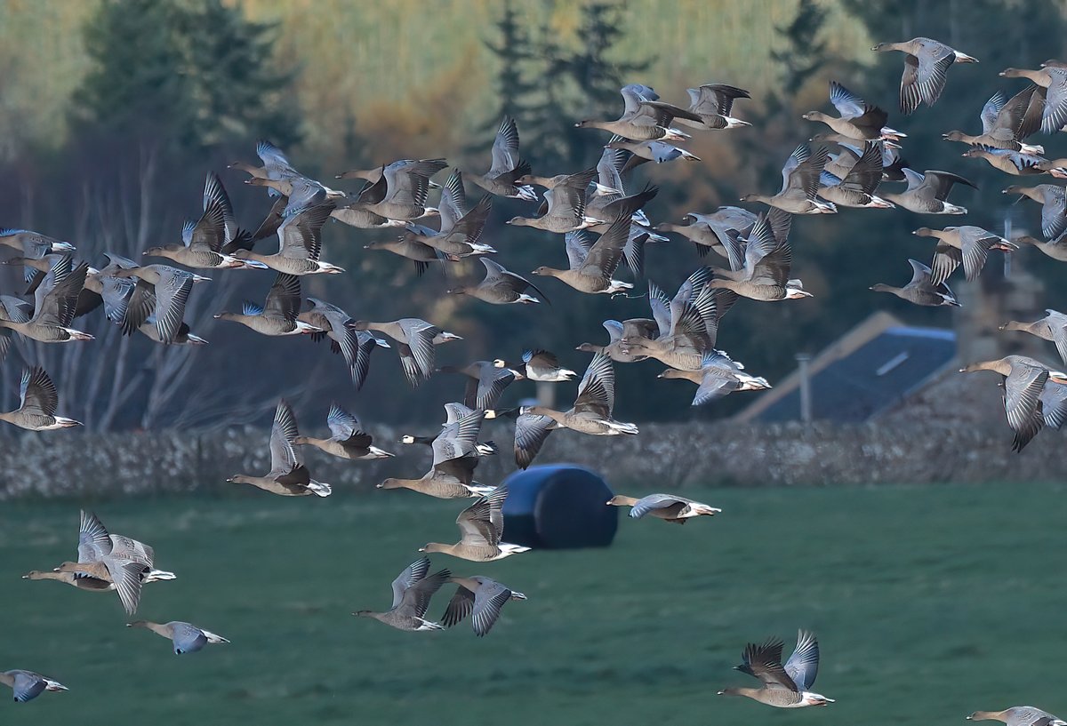 Dennis Morrison (@denmor77) on Twitter photo White-fronted Goose still at Temple this morning in amongst the main Pink-foot flock + 4 Barnacle Geese still <a href="/birdinglothian/">Birding Lothian</a> White-fronted Goose still at Temple this morning in amongst the main Pink-foot flock + 4 Barnacle Geese still <a href="/birdinglothian/">Birding Lothian</a>