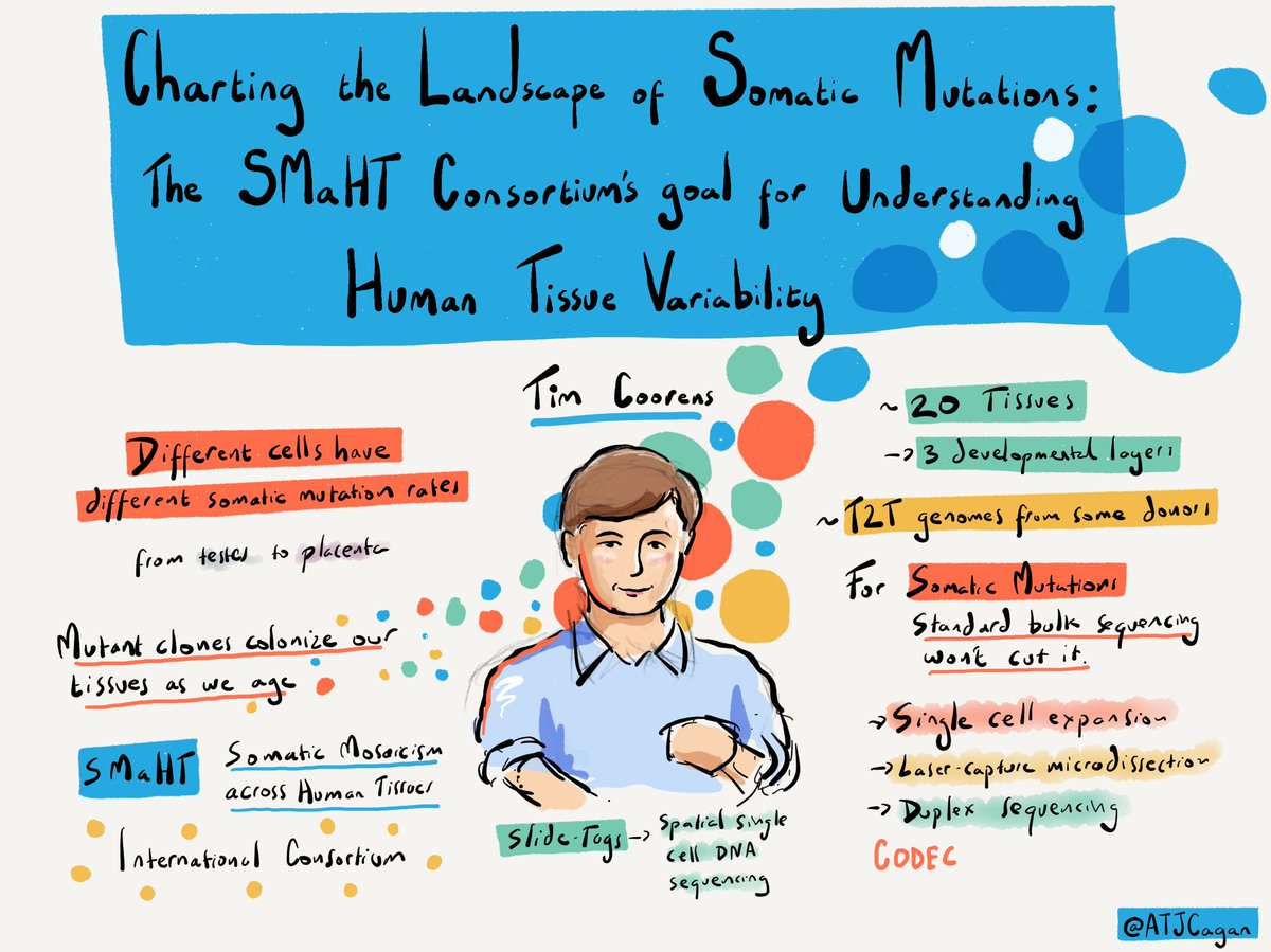 Alex Cagan (@atjcagan) on Twitter photo Talk by <a href="/TimCoorens/">Tim Coorens</a> on charting landscapes of somatic mutation with the SMaHT consortium #ASHG24 Talk by <a href="/TimCoorens/">Tim Coorens</a> on charting landscapes of somatic mutation with the SMaHT consortium #ASHG24