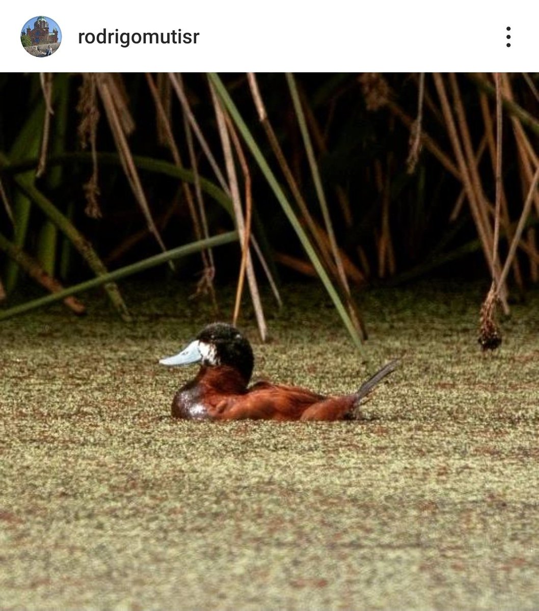 Con ustedes el inexistente pato turrio del inexistente humedal Torca - Guaymaral que queda literalmente dividido por la Autopista Norte.
