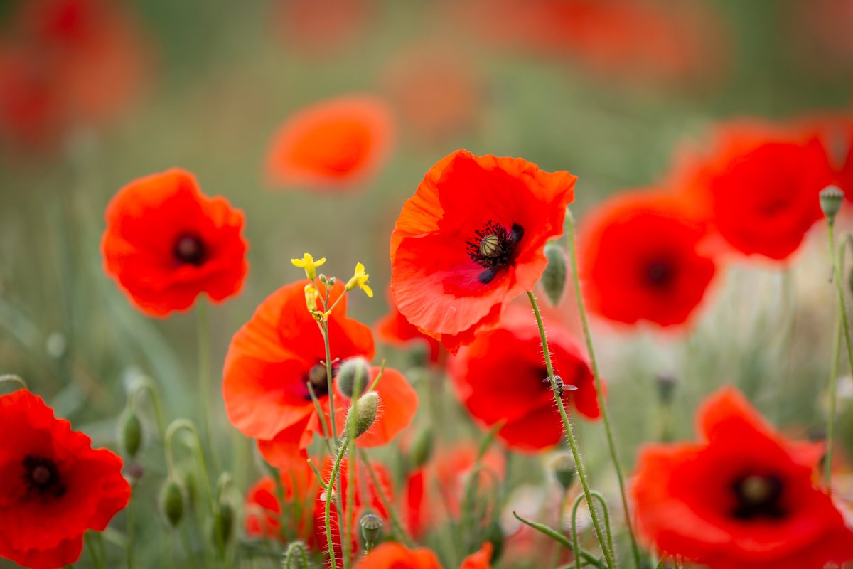 GreenInsuranceB's tweet image. Today, on Remembrance Sunday, we remember the brave men and women who sacrificed so much serving our country.

We reflect on the courage and dedication of those who gave their lives in times of conflict.

#RemembranceSunday #LestWeForget #PoppyAppeal #NeverForget