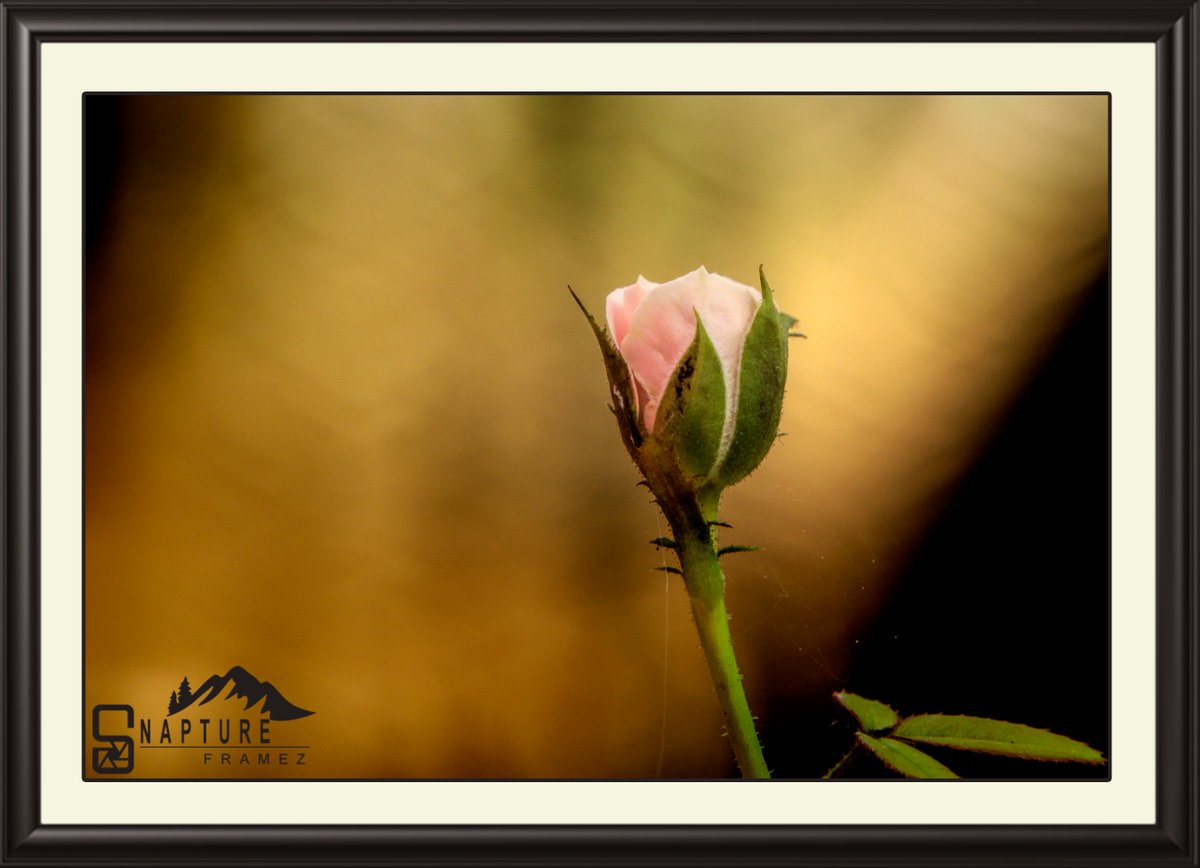 viswaprem_ca's tweet photo. Rose
#Rose #Rosa #RoseFlower #PinkFlower #rosebud #flowerbud #buddingflower #FlowerPhotography #flower #garden #Nature #NaturePhotography #NatureLovers #natgeo #canonindiaphotography #canonphotography #nationalgeography #natgeoindia #capturedoncanon https://t.co/0bhlTpdsqy