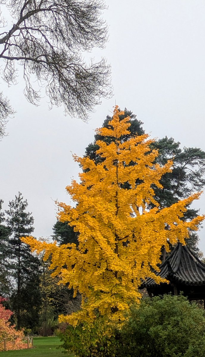 Guy Barter tweet media