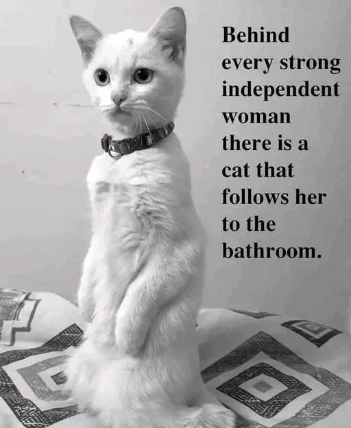 WholesomeMemes tweet media