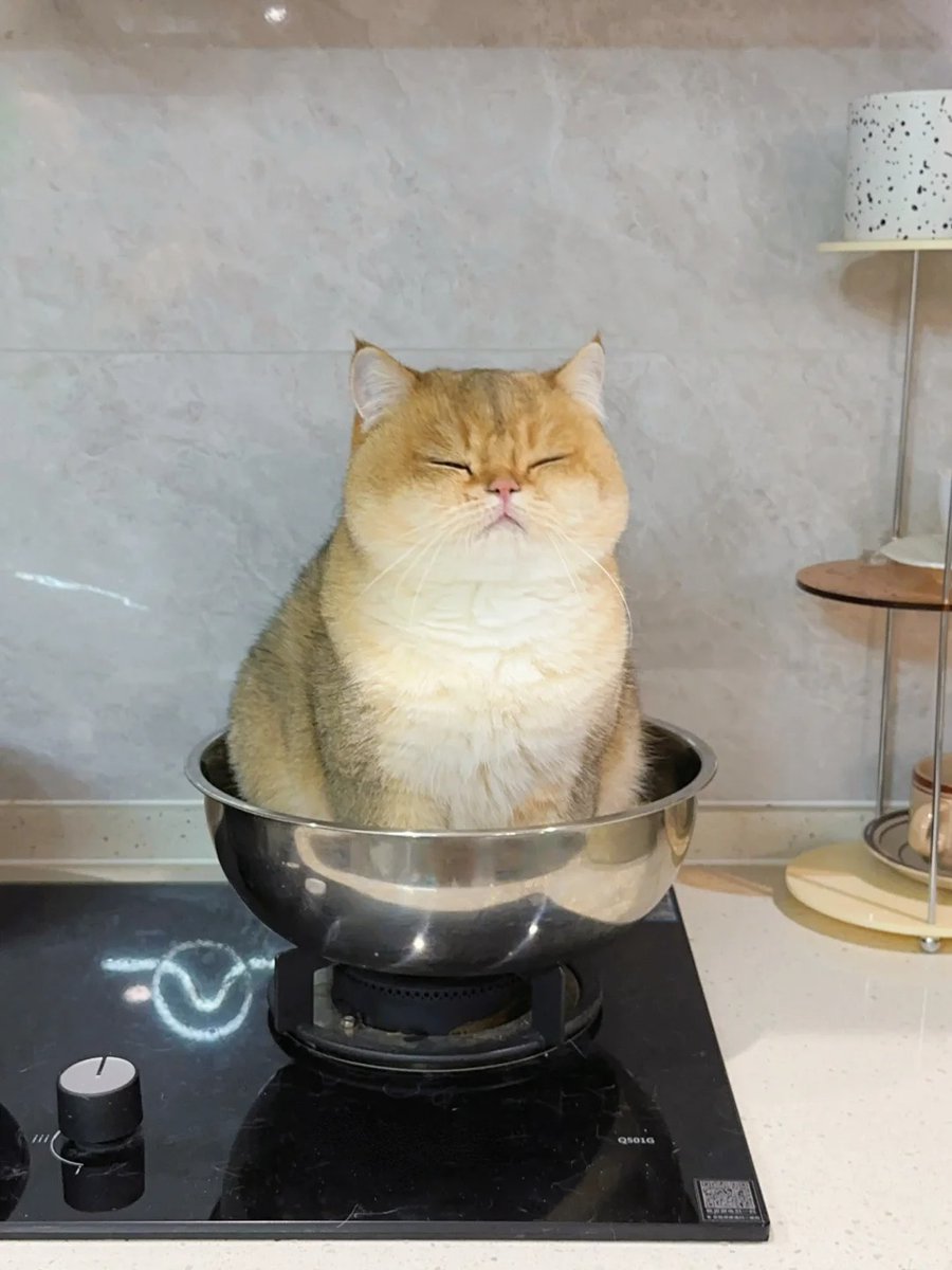 Cats bring healing to the world😺 tweet media