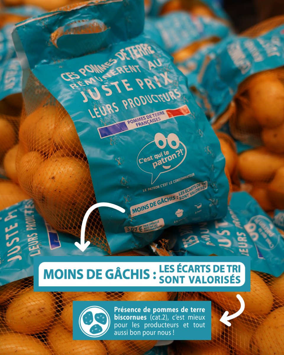 C_qui_le_Patron's tweet photo. « C’est mieux pour les producteurs et tout aussi bon pour nous » ! 😊🙌🥔#SoutienAuxProducteurs
 
La saison de nos patates solidaires bat son plein 🎉 Pour rappel, nous avons choisi de respecter leur saisonnalité : étant des pommes de terre dites de « consommation », elles sont récoltées à partir de septembre et conservées jusqu’à environ mai-juin 🥔
 
 Etant en pleine saison, c’est l’occasion de zoomer sur un des critères votés tous ensemble : « l’aspect des pommes de terre ». Lors du vote nous avions deux choix 👇
 
 - Valoriser des pommes de terre de « Catégorie 1 » qui sont celles que l’on retrouve la plupart du temps en rayon : cela nécessite qu’elles soient esthétiquement homogènes avec très peu de défauts d’aspect (peau bien lisse, sans taches …) 
 
 - Choisir des pommes de terre de « Catégorie 2 » : elles correspondent à celles qui sont un peu plus biscornues ! Malgré le fait qu’elles soient tout aussi saines, bonnes et se conservent tout aussi longtemps, elles se retrouvent souvent écartées et sont moins rémunératrices pour les producteurs … 

Et nous avons choisi tous ensemble de laisser leur chance aux pommes de terre de catégorie 2 ! Elles permettent ainsi aux producteurs d’être justement rémunérés et limitent en même temps le gaspillage 😊🙌 Merci à tous pour ce choix collectif ! 

Pour trouver les pommes de terre : elles sont disponibles dans les hypermarchés Carrefour, les Colruyt et les Leclerc (si vous ne les voyez pas dans ces magasins, n’hésitez pas à les demander grâce au formulaire sur le site, c’est très rapide 😊).