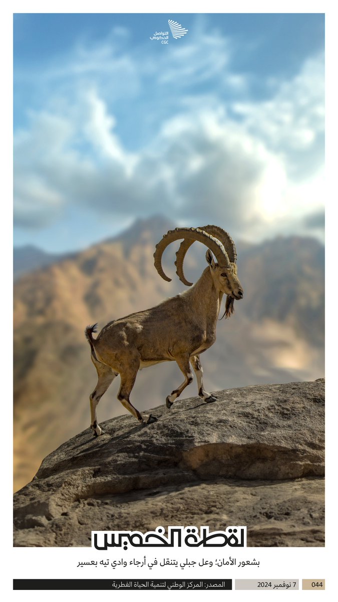 CGCSaudi's tweet photo. بشعور الأمان؛ وعل جبلي يتنقل في أرجاء وادي تيه بعسير. #لقطة_الخميس https://t.co/CGLJiYQYe5