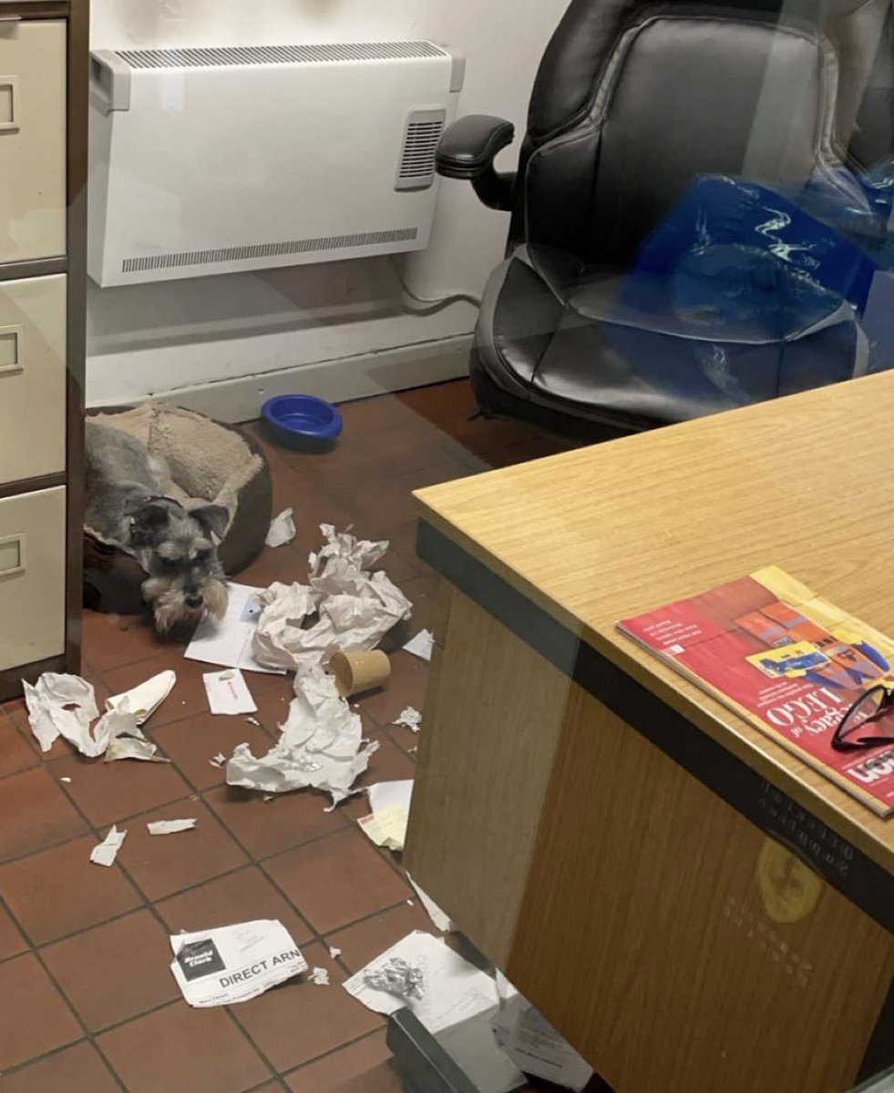 I went to work with the hooman today, but I didn’t go in the bin when no one was around looking for tasty morsels, honestly 😇🫣😉☺️🐾