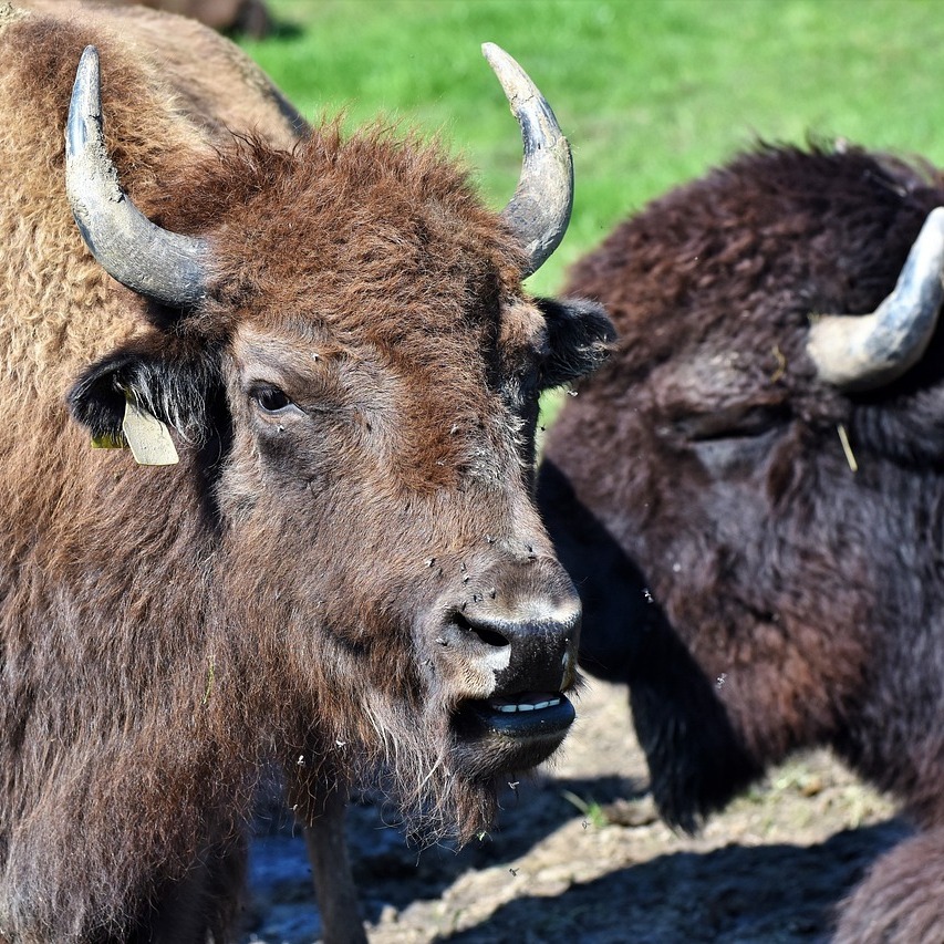 WayoftheBison's tweet photo. Like many social animals, bison engage in grooming behaviors to bond with each other and maintain hygiene. They may use their tongues or horns to groom each other's fur, especially in hard-to-reach areas like the head and neck. 🦬 #bison #bisonfacts #bisonclothes #wayofthebison https://t.co/42hdFZ7ykp
