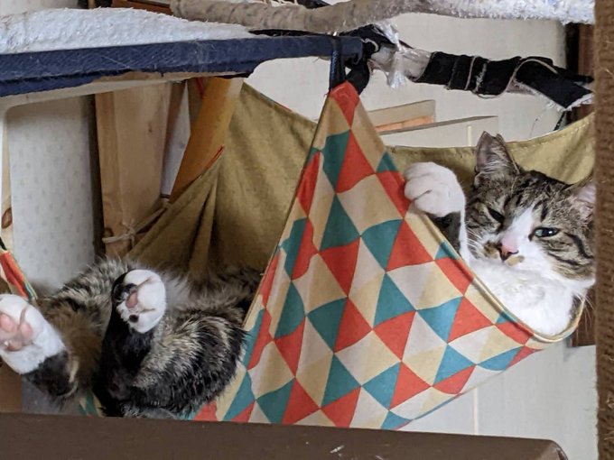 kuranoya_shop's tweet image. 🐱フードを食べた後にしゃっくり🥲フードの与えすぎが原因⁉️

食べ過ぎや急いで食べることが含まれるずら😅
特定の食べ物に対するアレルギー反応や、ストレスも影響することがあるら

もし🐱が頻繁にしゃっくりをしている場合は、動物病院に相談するのが良いだに☺️
#猫の健康