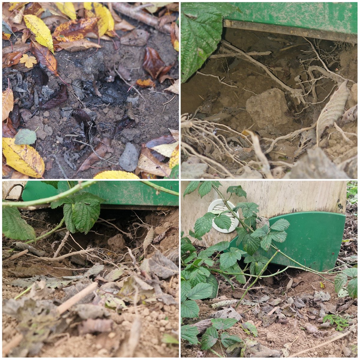 Wild Bears Forest School CIC tweet media