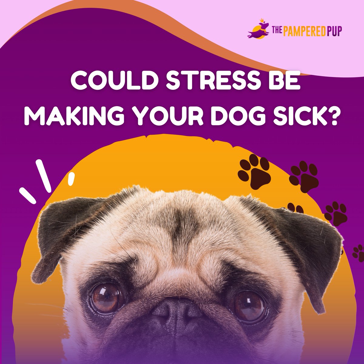 The Pampered Pup tweet media