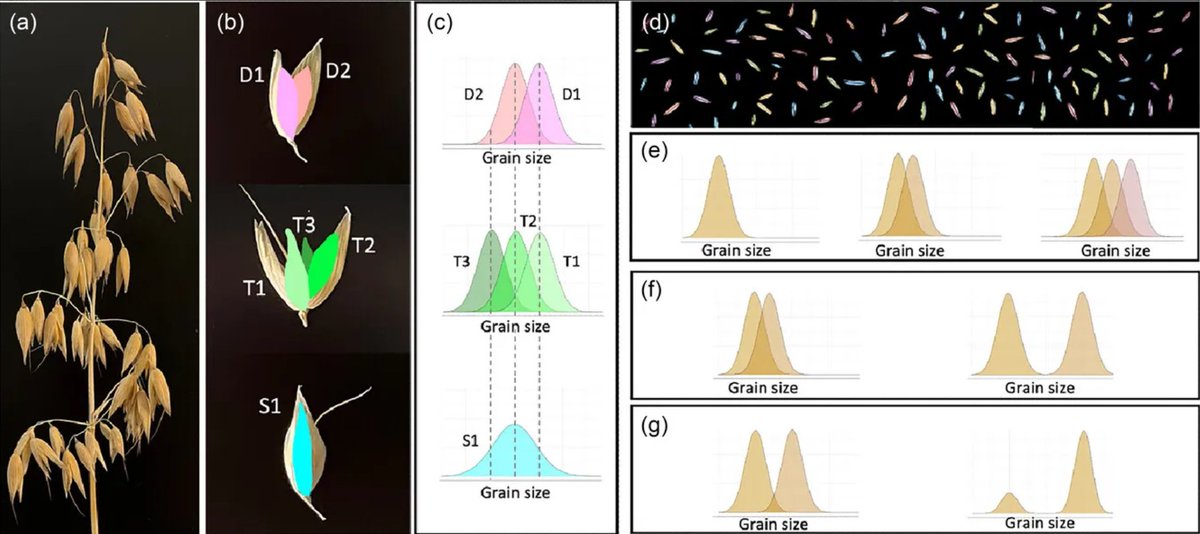 Latest article unveils how multi-floral oat inflorescence shapes grain size and shape distributions, impacting essential quality traits like plumpness and uniformity! 

doi.org/10.1002/csc2.2…

#OatBreeding #GrainQuality #OpenAccess