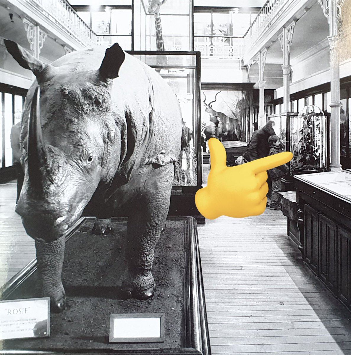 AshleyScopes's tweet photo. The Glass has been cleaned and Carrie helped me carefully return the dome to its base(quite nerve-wracking!). 

*Bonus picture of the dome in the 1970s(?) #ipswich #ipswichmuseum #museums #taxidermy https://t.co/KcesmW11kC