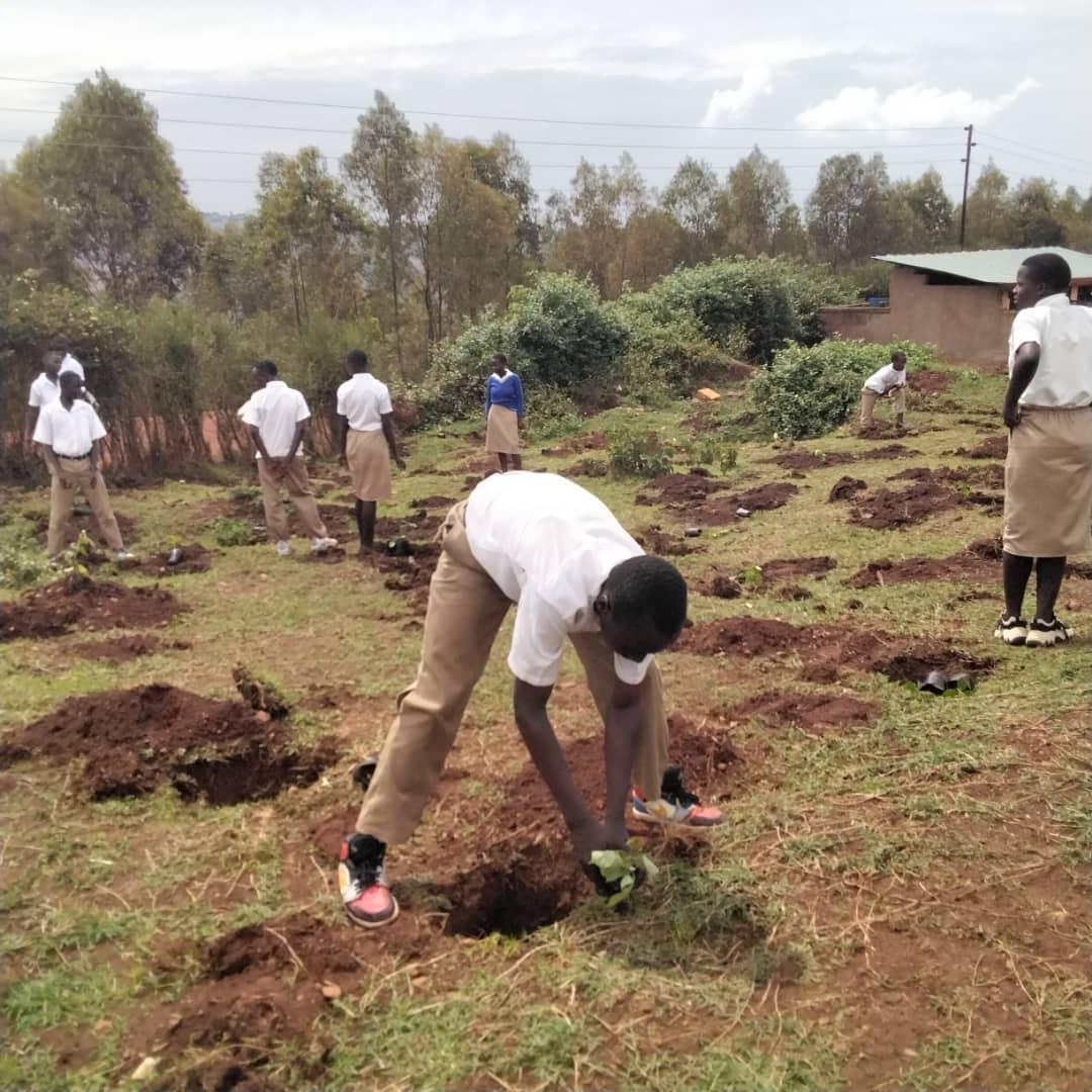 As part of an <a href="/IHSTowers/">IHS Towers</a> 🇷🇼 supported project, students &amp; teachers are greening 10 schools.

25k tree seedlings have been produced, with 8k already planted in 8 schools!

The remaining trees will be distributed to 811 households across 5 districts to green their communities.