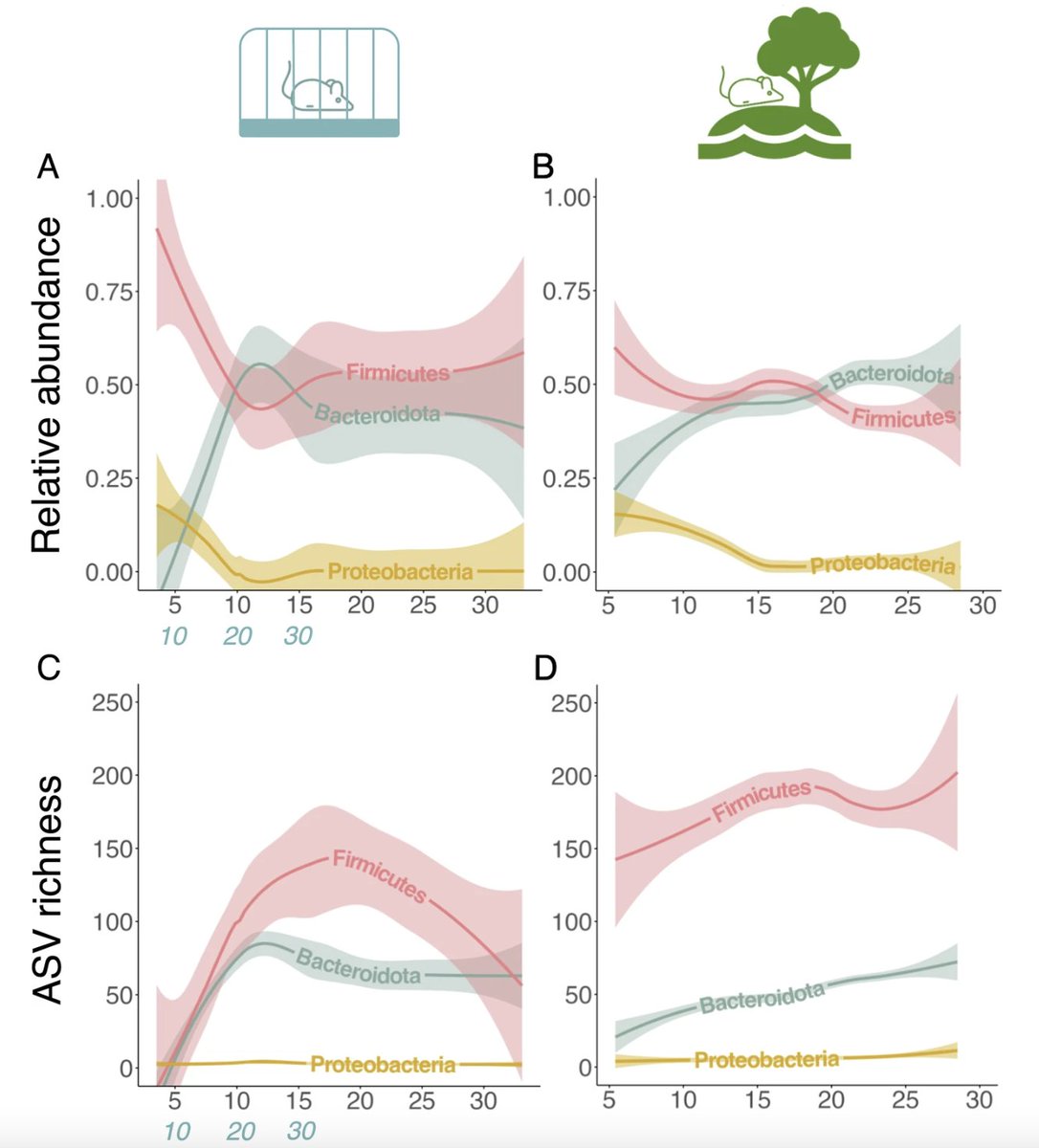 Eveliina Hanski (@hanski_eveliina) on Twitter photo Even though lab and wild mice harbour drastically distinct gut microbiotas in many ways, several patterns of early-life microbiota assembly are common across these two systems. Read more in our new paper below
@AuraRaulo <a href="/sclknowles/">Sarah CL Knowles</a>
nature.com/articles/s4200… Even though lab and wild mice harbour drastically distinct gut microbiotas in many ways, several patterns of early-life microbiota assembly are common across these two systems. Read more in our new paper below
@AuraRaulo <a href="/sclknowles/">Sarah CL Knowles</a>
nature.com/articles/s4200…