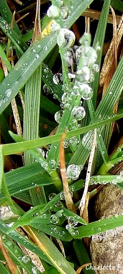 Charlotte tweet media