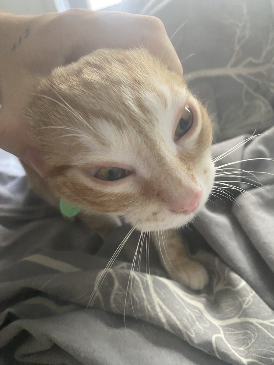 CatsHeld's tweet photo. https://t.co/ktkcbXRbX7
