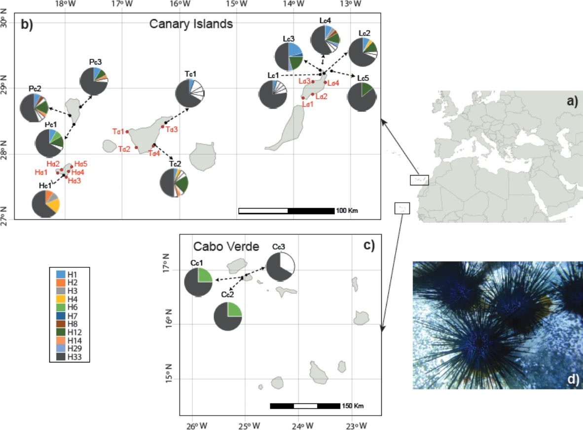 Adaptive Team (@echinoadaptive) on Twitter photo 🚨 NEW PAPER ALERT! 🚨
Check out the latest on the population genomic structure of Diadema africanum, a relevant species in Macaronesian rocky reef ecosystems 🌊🌍
Dive into the details in the link below! <a href="/SciReports/">Scientific Reports</a>
🔗rdcu.be/dZpTs 🚨 NEW PAPER ALERT! 🚨
Check out the latest on the population genomic structure of Diadema africanum, a relevant species in Macaronesian rocky reef ecosystems 🌊🌍
Dive into the details in the link below! <a href="/SciReports/">Scientific Reports</a>
🔗rdcu.be/dZpTs