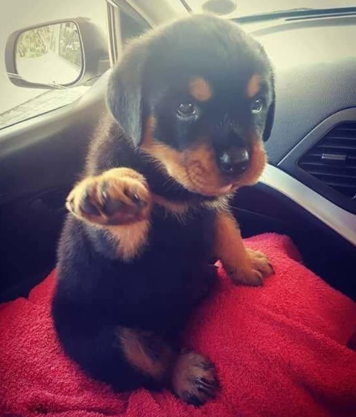DogLovers03's tweet photo. I found in the street this puppy and I adopted him, don't scroll without say hello to him 👋🏻🥰. https://t.co/gWigRw8zfu