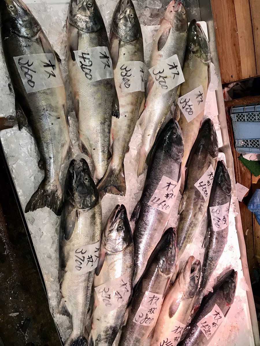 Ez_0110's tweet photo. 今日は初札幌ラーメンと地元の魚屋の安さと品揃えに驚かされた
あと北海道シーバスいねーからプレ値ついてるシーバスルアークソ安くてめっちゃ買った！ https://t.co/Mi0L6HmTtp