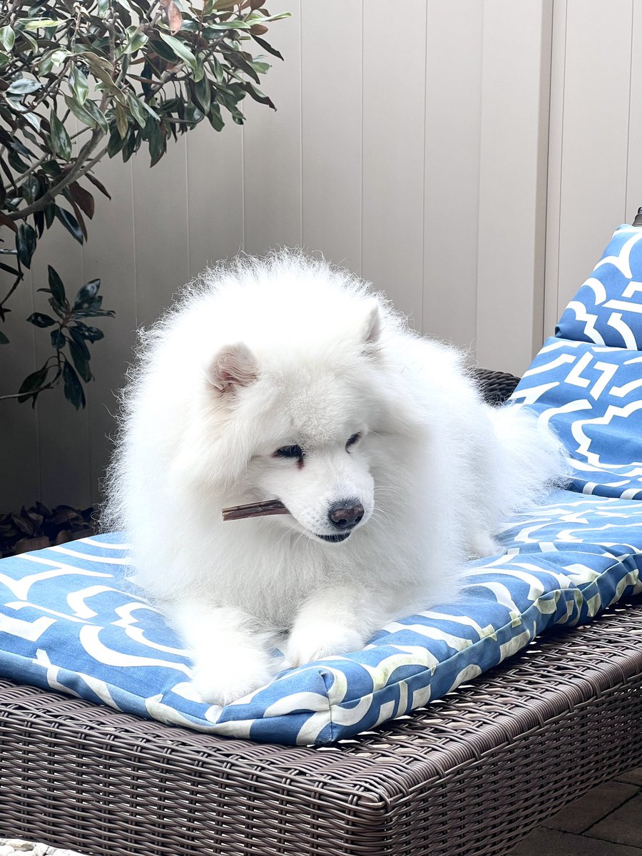 To brighten your X feed, here’s the senior land cloud, starting her day with a morning chew.