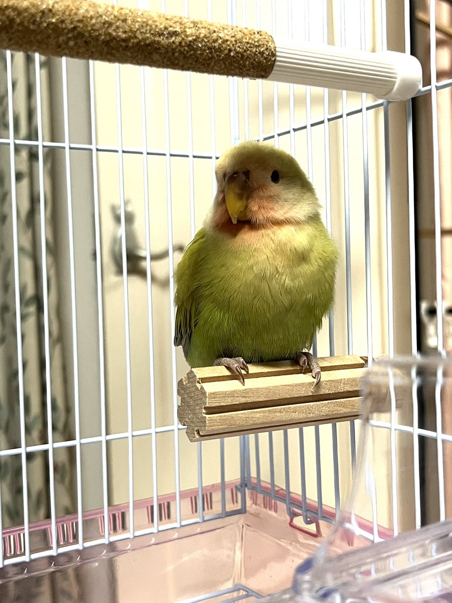 harus729's tweet photo. 迷子の鳥保護しました。
本日15時半頃、広尾〜麻布あたりで鳴いているのを発見しました。
コザクラインコだと思います。
手を差し出すと乗っかってきたので飼われている子ではないかと思い保護しました。
心当たりのある方連絡ください。
#迷い鳥 #迷子鳥 #鳥 #拡散希望 https://t.co/kHv7e8cTYz