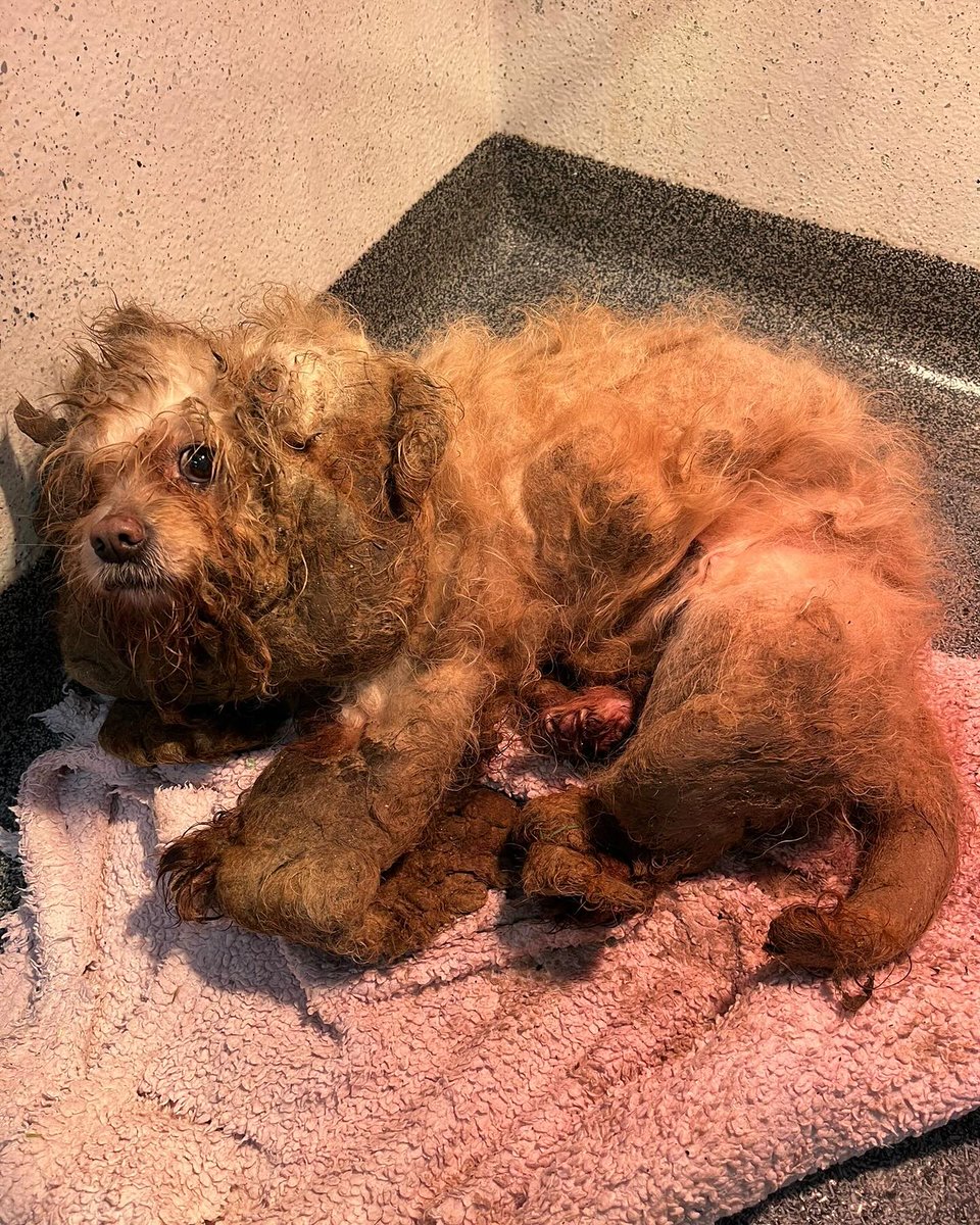 Please retweet, cats and dogs are being dumped, neglected and abused all across the UK and Ireland. 
A stray dog can be euthanised in a council pound after just 7 days if local shelters are full. 
Rescue shelters are full‼️
Why have we not seen the large charities on tv asking