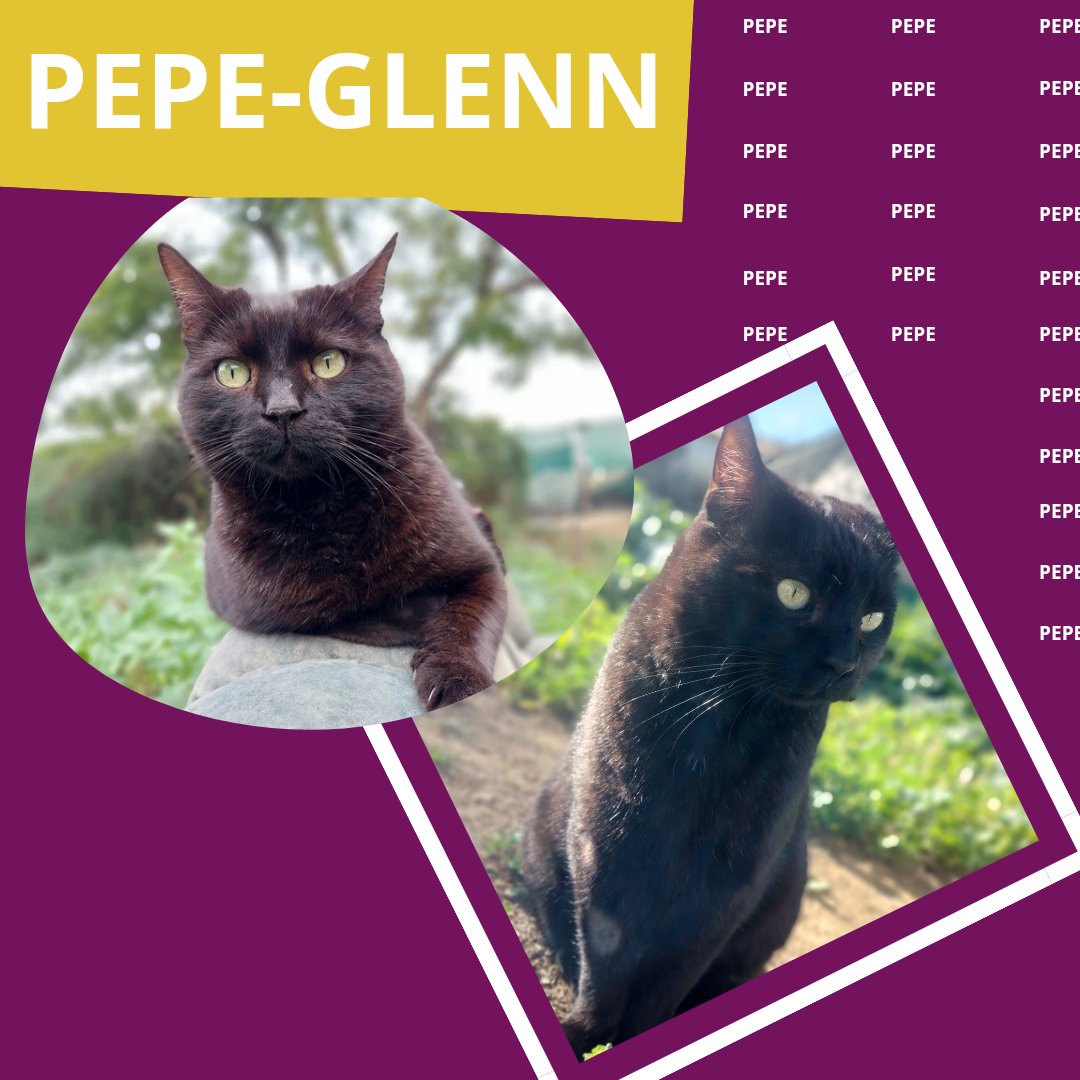 PEPE (2018) un gato que una vez conoció el calor de un hogar pero acabó en el refugio. Es un alma libre que busca un compañero humano para compartir sus días 💖🏡

adopciones@defensafelina.org
apadrina@defensafelina.org

teaming.net/asociaciondefe…