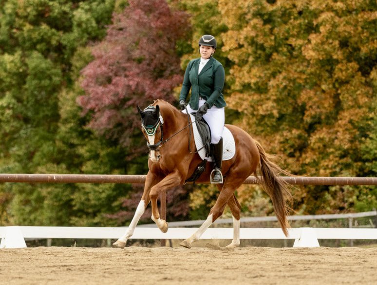arizenacres's tweet photo. No Ka Oi finished out the season on a high note! Debuting at Training 3, he not only received his highest rated scores to date, but he broke 70% and earned T.I.P. Overall High Point and Open Overall High Point for the show at Greystone Dressage at the Dell. #ottbdressage https://t.co/Y75jKS8i3h