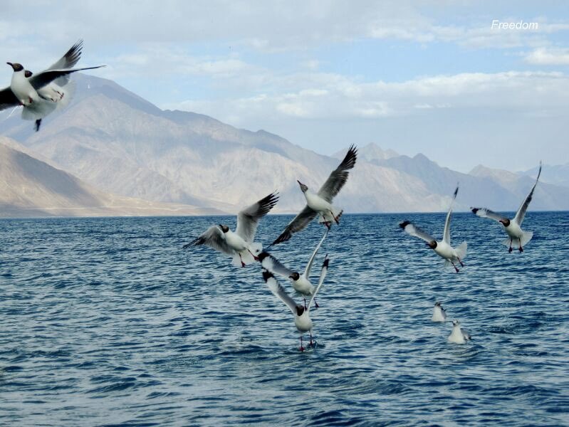 ashwani_kak's tweet image. Freedom is finding the courage to leave the shore and let the wind take you to places unknown. 🌊✨

 #DareToDream #WanderFree #WingsUnfolded #EmbraceTheJourney #SkyIsCalling