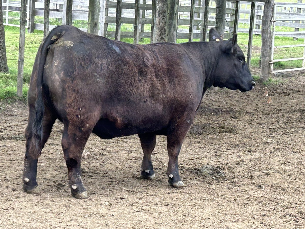 Día de aspirado en Modelo ( Florida ) , como desde el inicio con <a href="/InVitroUruguay/">In Vitro Uruguay - Argentina</a>  . Cerraremos el
Año con más 500 emb puestos en La Palma !!