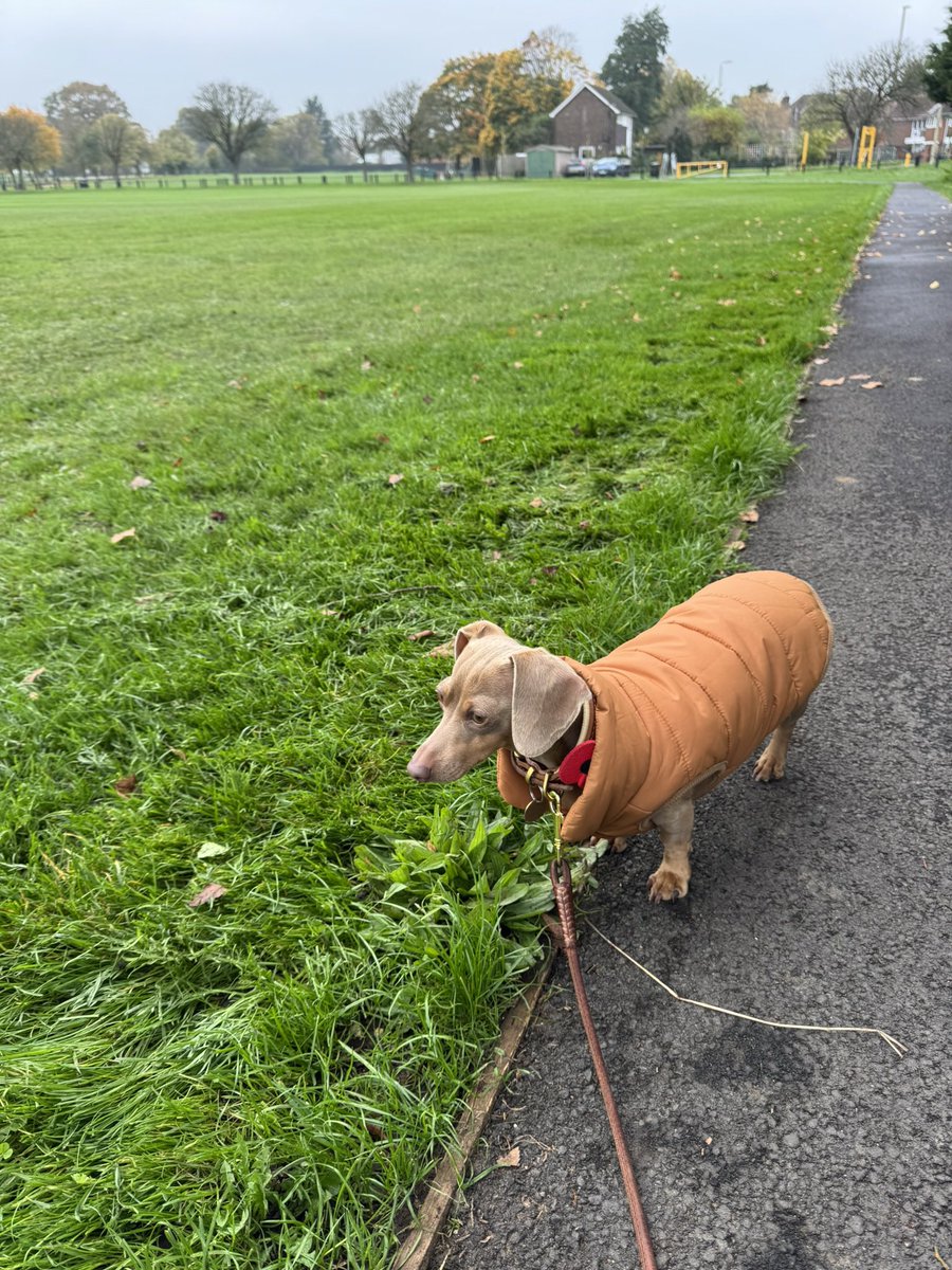 JBiesty's tweet photo. @TheSquirmyWorms Happy birthday Fraggle with very best wishes from Lexie 🐾 https://t.co/5ISNKFFcEx