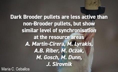 appliedethology's tweet photo. #NewResearchAlert
"Dark brooder pullets are less active than Non-brooder pullets, but show similar level of synchronisation at the resource areas" by Martin-Cirera et al.
Get the full paper here: https://t.co/QasKMdnnh3
#pullets #behaviouralsynchronisation #poultrybehaviour https://t.co/SfRbOJN0qg