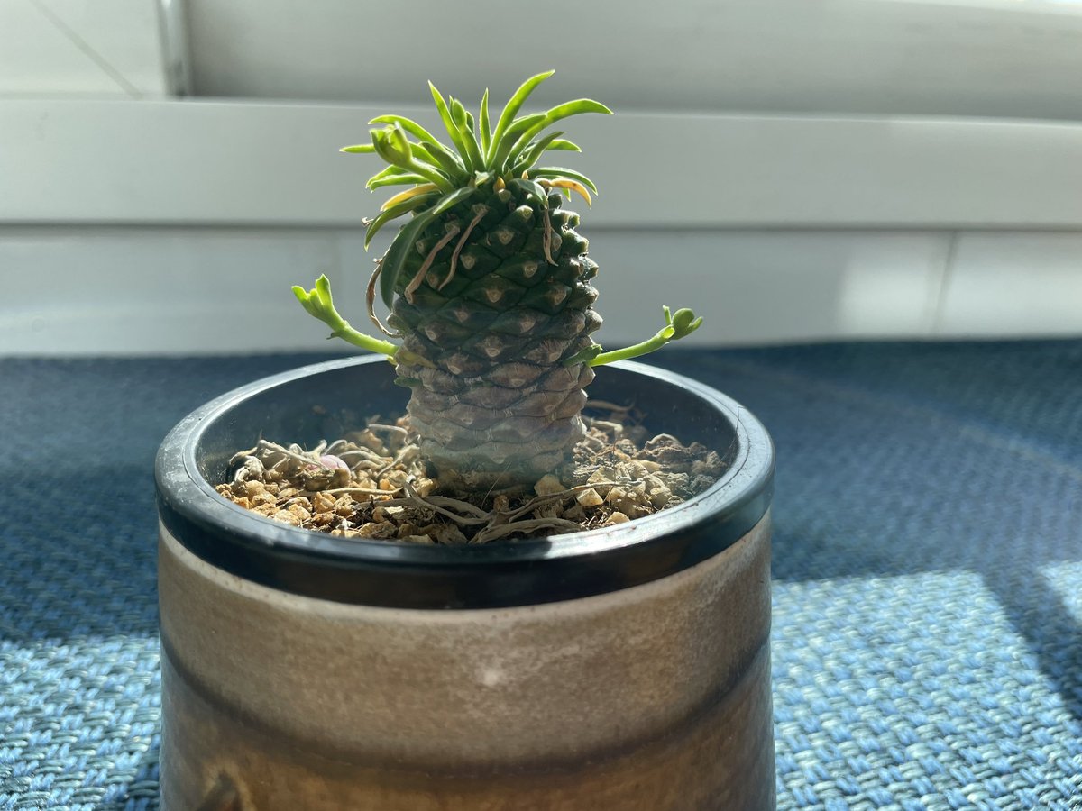 xoxoxo_312's tweet image. 아!!! 이친구 걔잔아
오라 달콤한 광합성이여