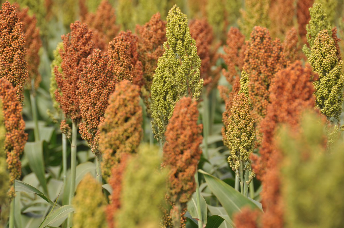 INTA Informa tweet media