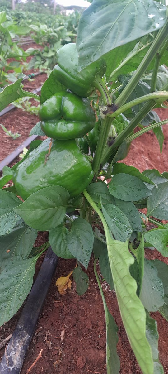 o_rapong's tweet photo. Irregardless of prices and bad government policies,we have a duty to feed the https://t.co/43RGjQoYQv more no less.The product speaks Volumes on our production techniques.Get in touch and let us elevate your farm to the next level.@kilimoKE @IrriHub @OnionDoctorKe @RwandaAgri https://t.co/S3oVIujm4z