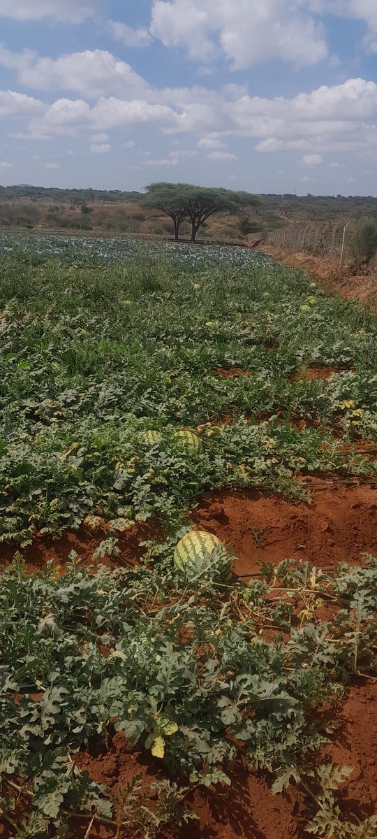 o_rapong's tweet photo. Irregardless of prices and bad government policies,we have a duty to feed the https://t.co/43RGjQoYQv more no less.The product speaks Volumes on our production techniques.Get in touch and let us elevate your farm to the next level.@kilimoKE @IrriHub @OnionDoctorKe @RwandaAgri https://t.co/S3oVIujm4z