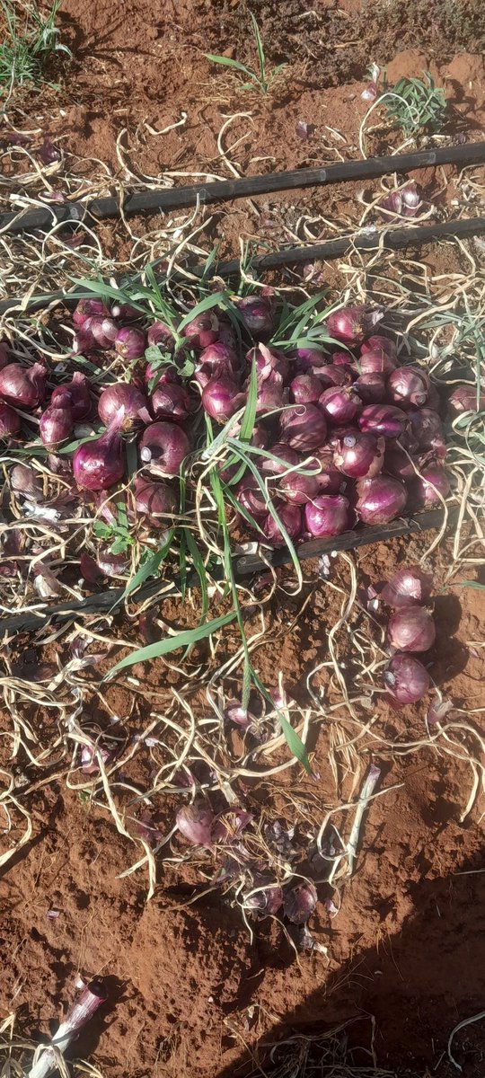 o_rapong's tweet photo. Irregardless of prices and bad government policies,we have a duty to feed the https://t.co/43RGjQoYQv more no less.The product speaks Volumes on our production techniques.Get in touch and let us elevate your farm to the next level.@kilimoKE @IrriHub @OnionDoctorKe @RwandaAgri https://t.co/S3oVIujm4z