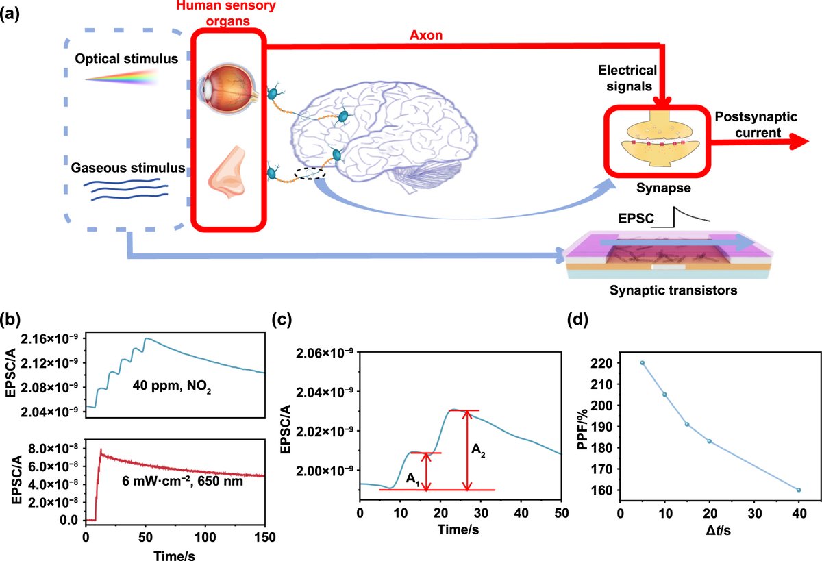 IntJExtremManuf's tweet photo. Fabrication of carbon #nanotube neuromorphic thin film #transistor arrays and their applications for flexible olfactory-visual multisensory synergy #recognition
See more in #IJEM 👉https://t.co/SUP5kPoJE2
#ExtremeManufacturing #CarbonNanotube #photosensitive #neuromorphic #AI https://t.co/cutR74bz9S