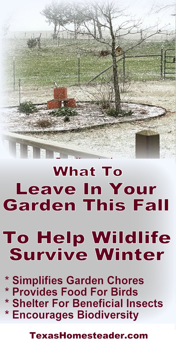 Tx_Homesteader's tweet image. Help birds, beneficial insects &amp;amp; wildlife survive winter and create vibrant biodiversity in your garden. It's easy! Just leave a few things to help them along. texashomesteader.com/fall-garden-fo… 
.
.
#TexasHomesteader #FallGarden #WinterSurvival #Wildlife