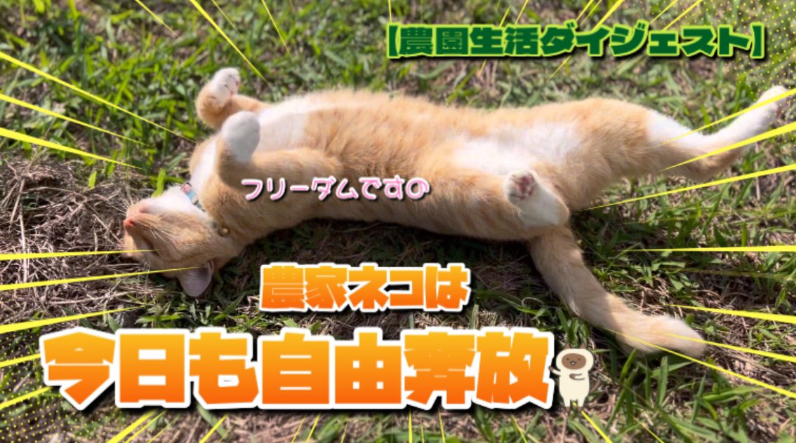 キジトラ・コタローのウキウキDAYS!! on X: キジトラ・コタローのウキウキDAYS!! on X: