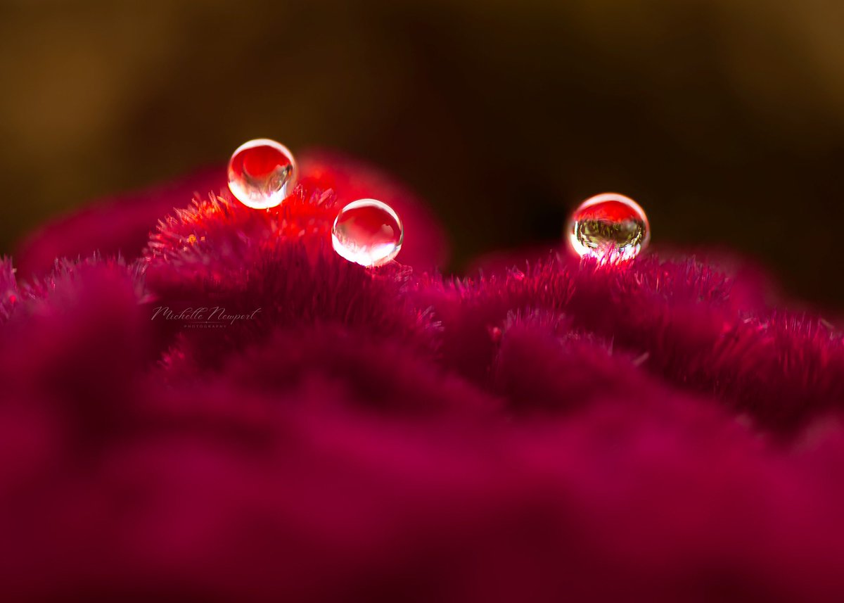 mnewportphotos's tweet image. ‘Water Jewels’ 💎💦♥️ Have a fantastic day! #waterdropphotography #waterdrop #waterdrops #NaturalWonders #NatureInspired #NaturePhotography #macrophotography