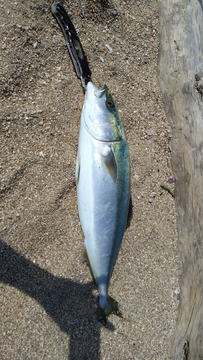 久々に釣れた
というかショアからは初青物
やっぱランガンしなきゃダメです
あちこち歩かないと釣れませんよ