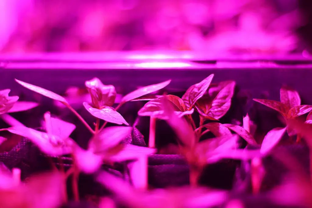 LEDSMART1's tweet photo. Upgrade your cultivation with GROW3's innovative technology today! Shop now to boost your plant growth and efficiency.
https://t.co/HmfsIC87pE
#GROW3Lighting #MedicinalPlantGrowth #LEDFarming #GreenhouseLighting #VerticalFarmingTech #FullSpectrumLED #SustainableCultivation https://t.co/1Gofg6K1c3
