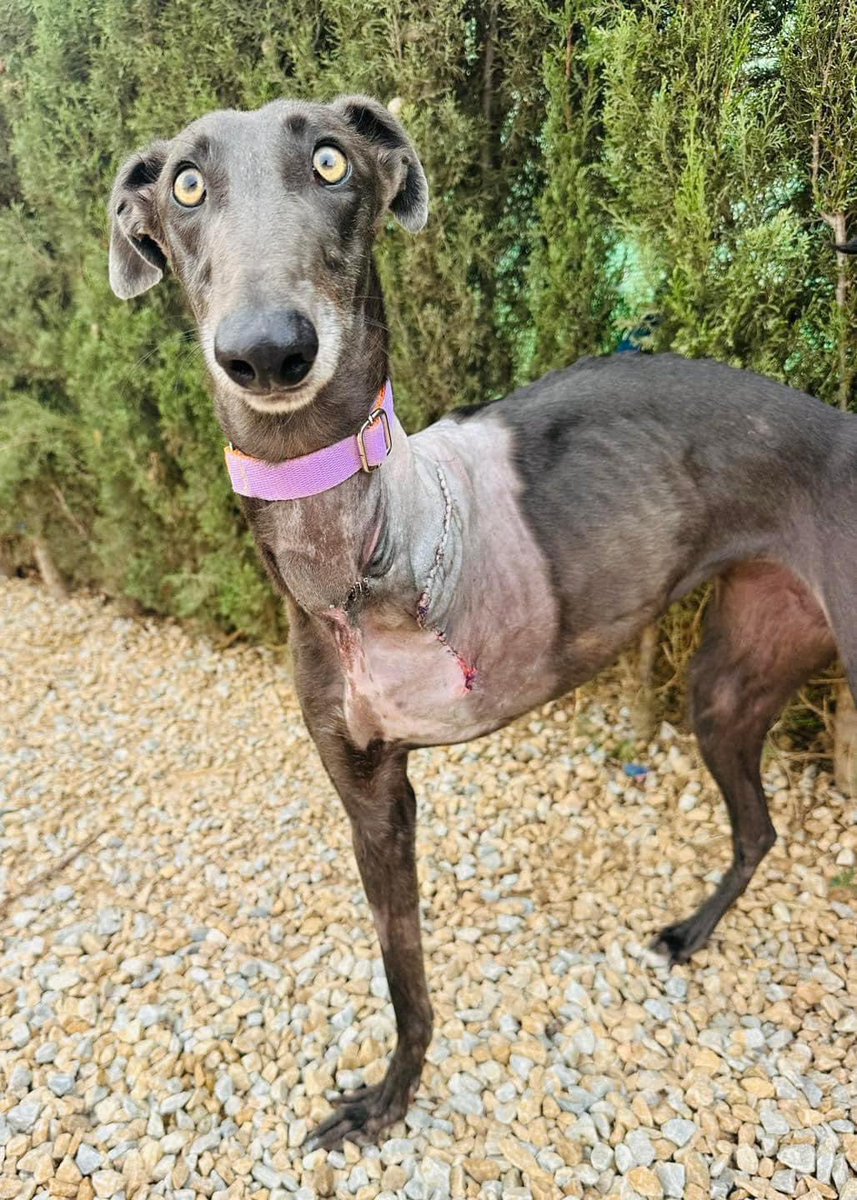 Galgos del Sol tweet media