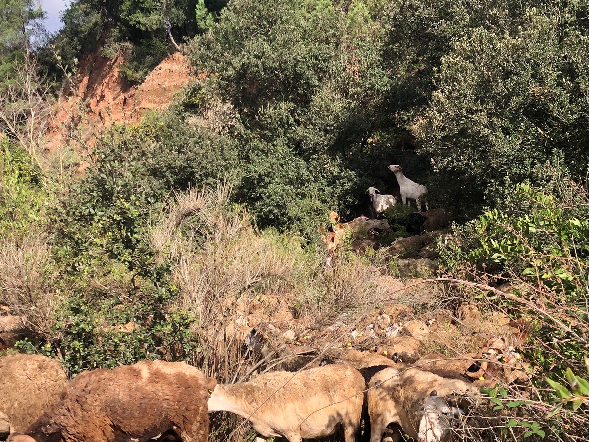egorrizm's tweet photo. Yesterday, within the #MedForestWeek an international group of Mediterranean foresters visited the initiative of controlled grazing in @AjMatadepera for wildfire risk mitigation, organised by @ctforestal & @giam133. Interesting silvopasture example as #NBS @coevolvers https://t.co/BYV6P7VY5k