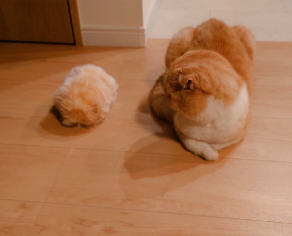 CASIOJapan's tweet photo. 昨日のつづき
moflinでした~
まだ仲良くしきれない…
#カシ子タイム #猫写真 https://t.co/upcOc436LT