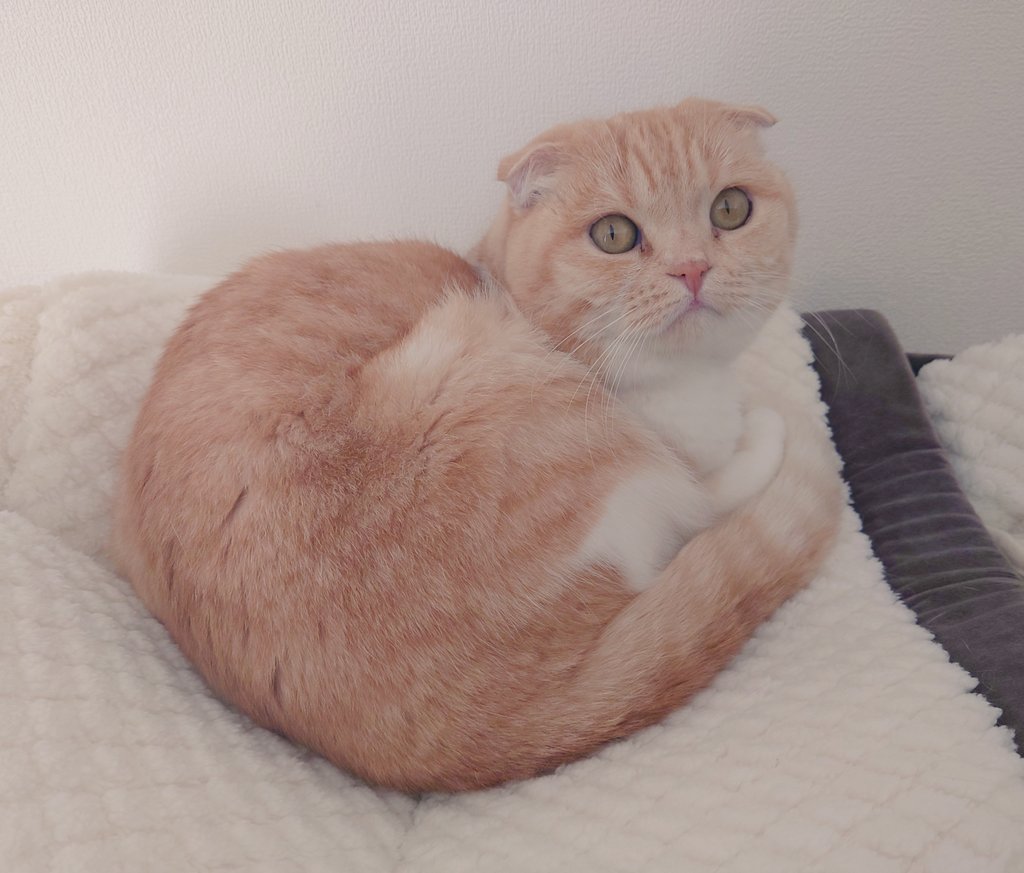 CASIOJapan's tweet photo. 昨日のつづき
moflinでした~
まだ仲良くしきれない…
#カシ子タイム #猫写真 https://t.co/upcOc436LT
