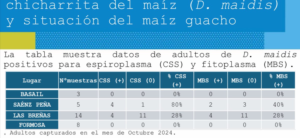 Si bien siguen bajas las capturas de D. maidis en la zona CH-S hay presencia de maíz guacho. Las muestras que se enviaron a analizar infectividad dieron positivas para spiroplasma y fitoplasma.