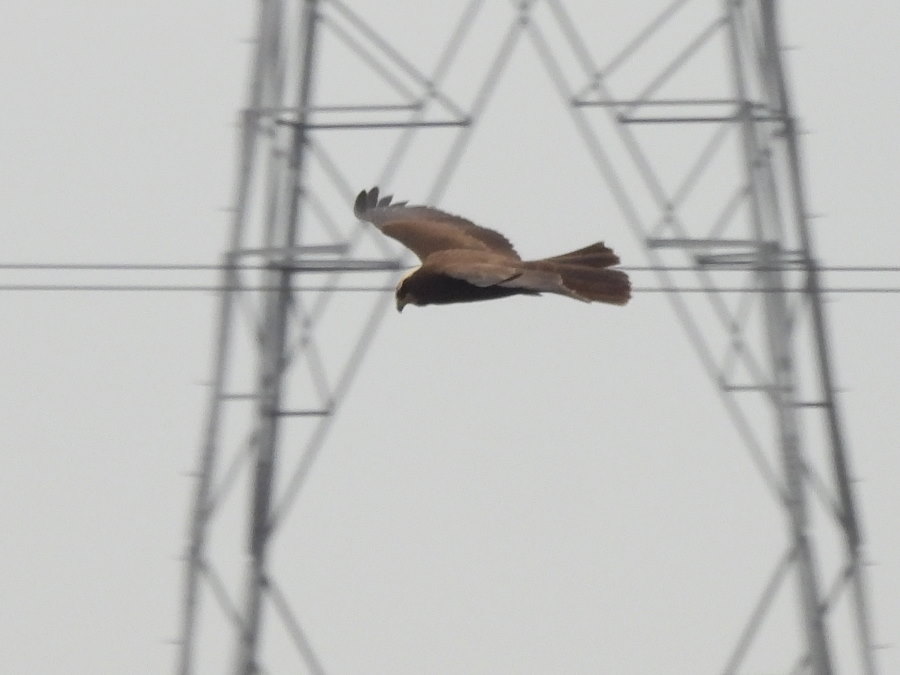 IanFouk's tweet image. Marsh Harrier, Common Snipe x5 -am- Wildlife Watchpoint @RSPBSaltholme 
Water Rail &amp;amp; Cetti's Warbler heard several times but not seen.
Redwing &amp;amp; Fieldfare x2 feeding on hawthorn berries around main lake.
@teesbirds1